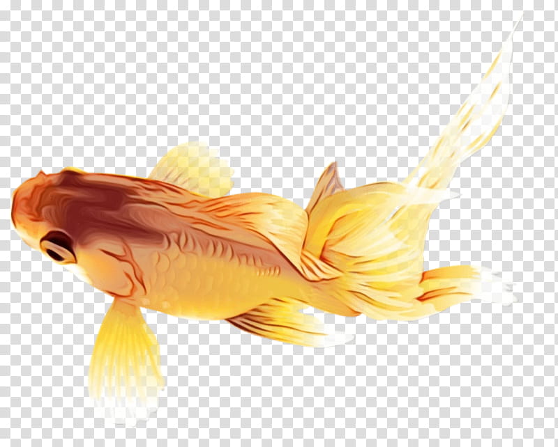 fish goldfish yellow fish fin, Watercolor, Paint, Wet Ink, Tail, Feeder Fish, Koi, Bonyfish transparent background PNG clipart