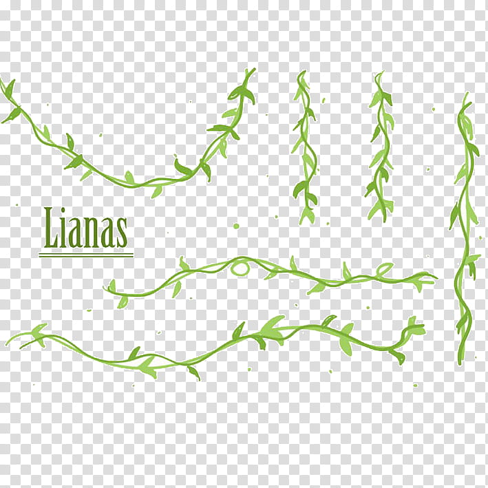 Green Grass, Liana, Vine, Calameae, Drawing, Text, Leaf, Flora transparent background PNG clipart
