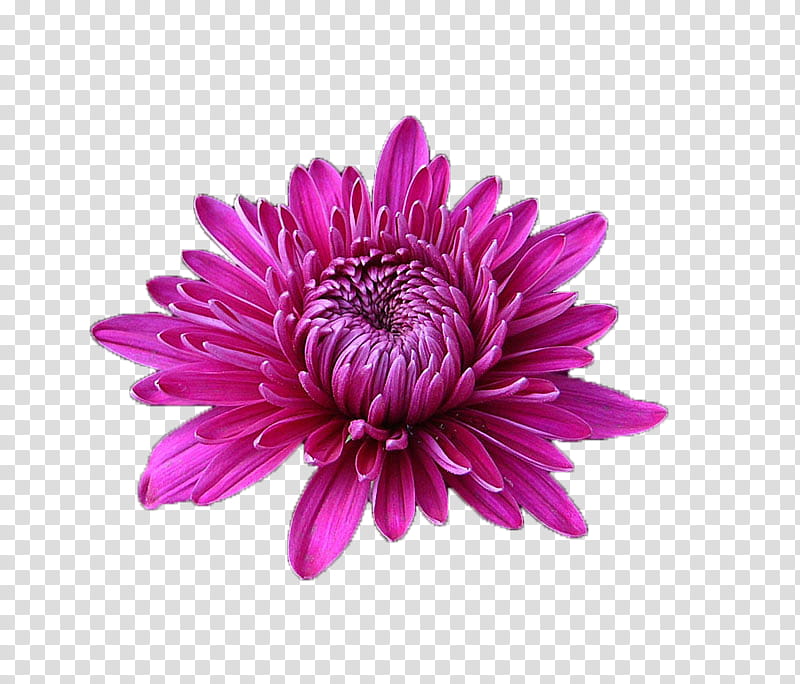 Watercolor Pink Flowers, Chrysanthemum, Watercolor Painting, Transvaal Daisy, Cut Flowers, Purple, Violet, Magenta transparent background PNG clipart