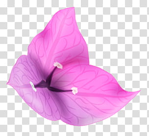 pink bougainvillea flower transparent background PNG clipart