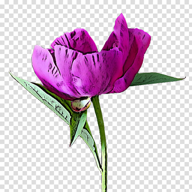 flower petal violet purple plant, Cut Flowers, Pink, Tulip, Magenta, Lisianthus transparent background PNG clipart