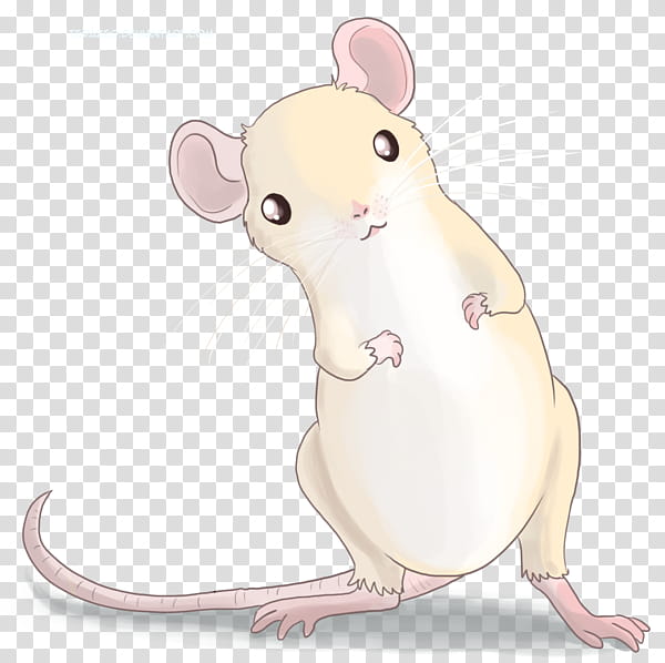 Mouse, Whiskers, Nose, Computer Mouse, Cartoon, Muridae, Muroidea, Pest transparent background PNG clipart