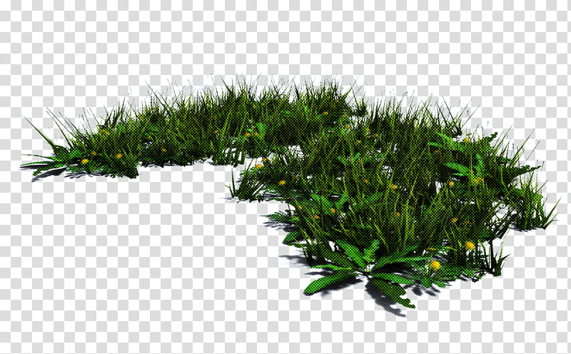 plant grass vegetation tree leaf, Woody Plant, Shortstraw Pine, Shrub, Herb, Lodgepole Pine transparent background PNG clipart