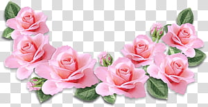 Pink Flower, Garden Roses, Floral Design, Cut Flowers, Flower Bouquet, Artificial Flower, Petal, Rose Family transparent background PNG clipart thumbnail
