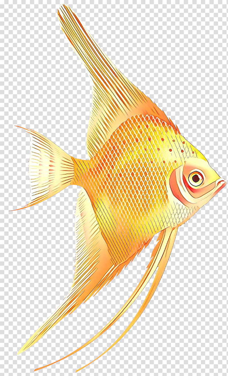 fish fish fin pomacanthidae goldfish, Bonyfish, Rayfinned Fish, Butterflyfish, Tail, Feeder Fish transparent background PNG clipart
