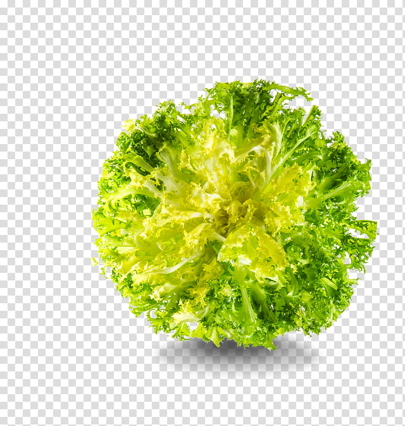 Leaf, Romaine Lettuce, Red Leaf Lettuce, Endive, Herb, Leaf Vegetable, Food transparent background PNG clipart