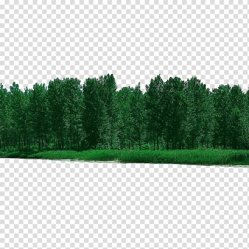 green tree grass natural environment woody plant, Cartoon, Biome, Leaf, Evergreen, Lawn transparent background PNG clipart