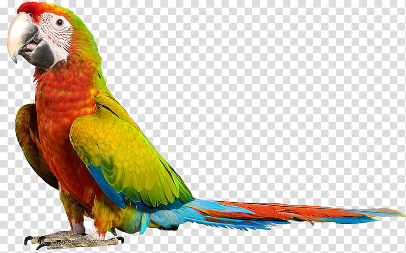 Bird Parrot, Lovebird, Macaw, Parakeet, Loriini, Beak, Feather, Pet transparent background PNG clipart