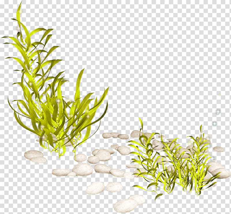 Seaweed, Aquatic Plants, Aquatic Animal, Algae, Coral, Aquarium, Seagrass, Ocean transparent background PNG clipart