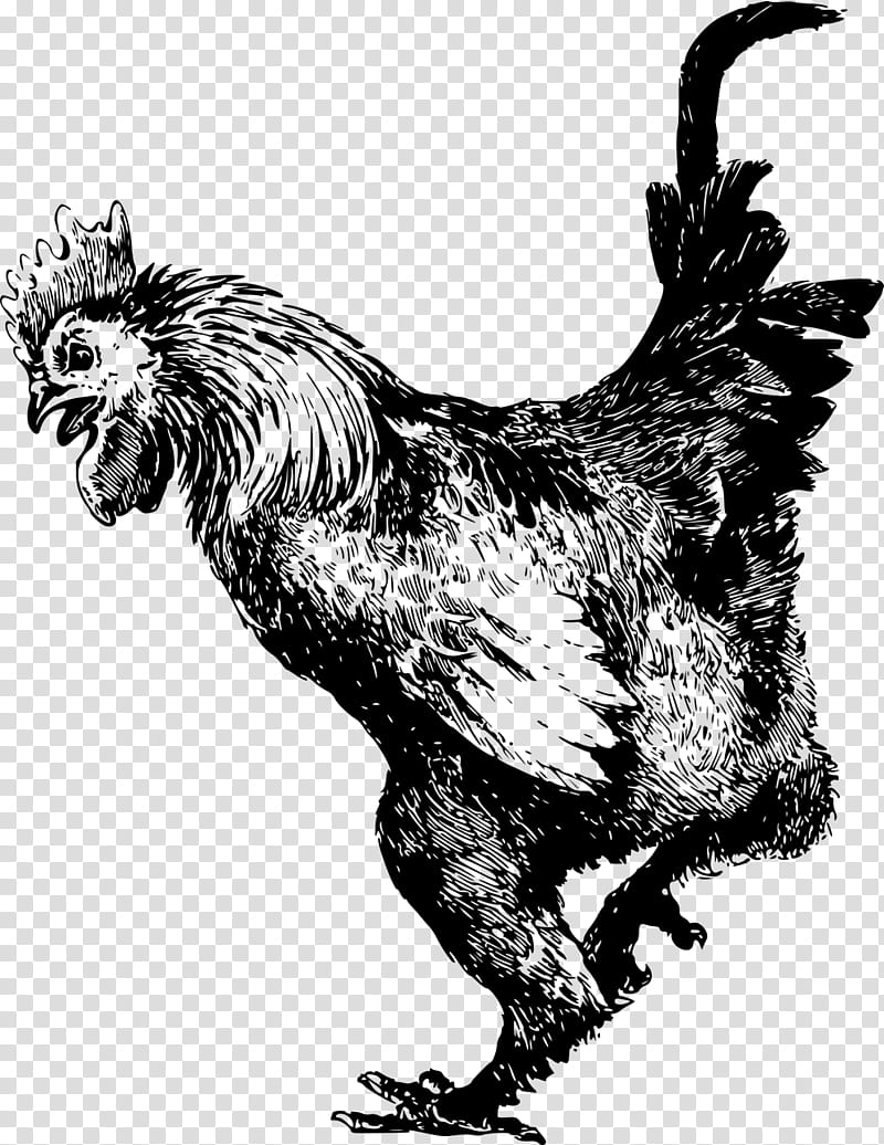 Bird, Dominique Chicken, Cochin Chicken, Rooster, Ayam Cemani, Modern Game, Bantam, Fowl transparent background PNG clipart