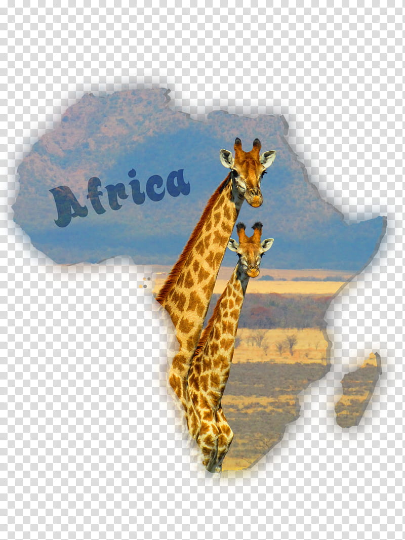 Giraffe, South Africa, Okapi, South African Giraffe, Southern Giraffe, Safari, Elephant, African Leopard transparent background PNG clipart