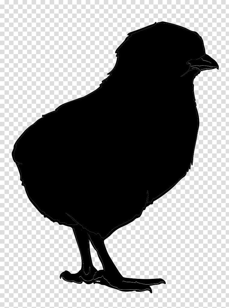 Chicken, Animal Silhouettes, Infant, Bird, Beak, Crow, Raven, Crowlike Bird transparent background PNG clipart