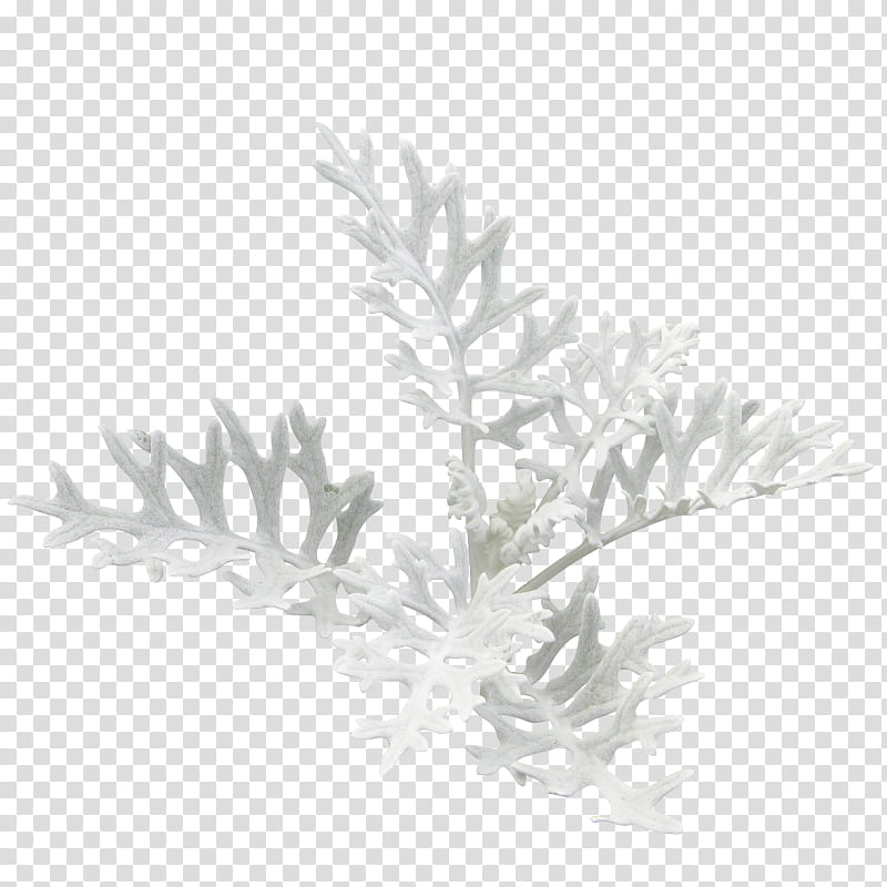 Black And White Flower, Christmas Day, Joulukukka, Christmas Plants, Holiday, Christmas Tree, Floral Design, Email transparent background PNG clipart
