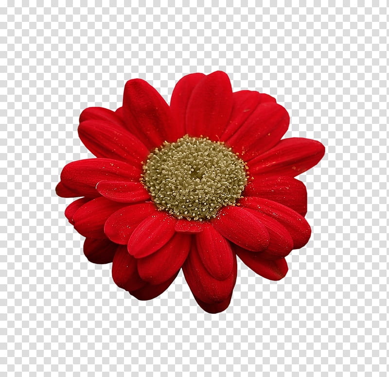 Flowers, Transvaal Daisy, Chrysanthemum, Petal, Cut Flowers, Red, Dahlia, Floral Design transparent background PNG clipart