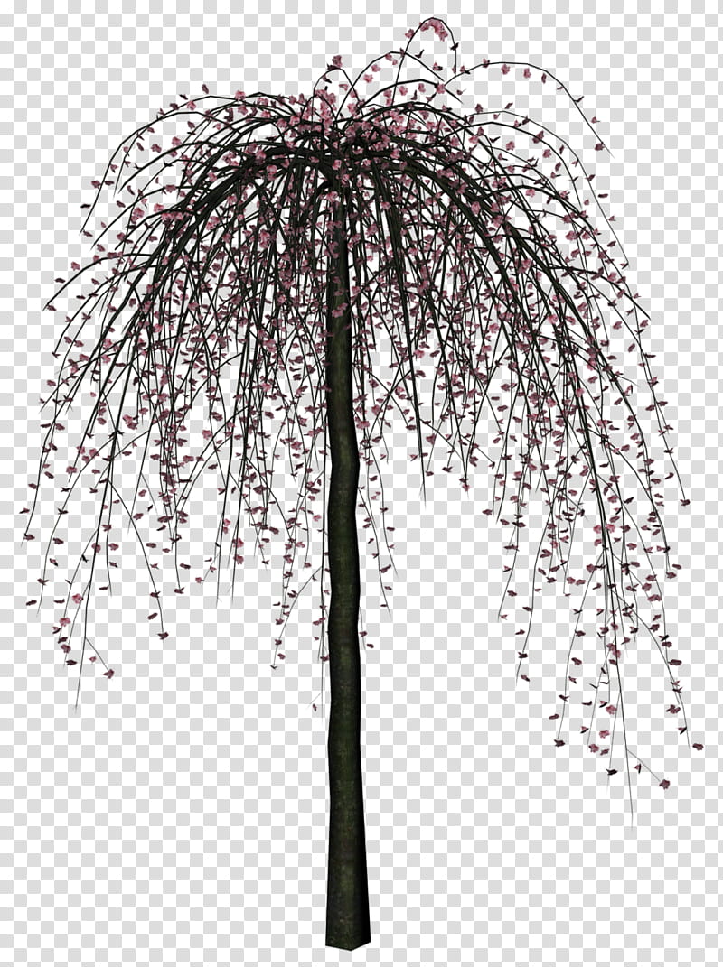 Cherry Tree , purple-petaled flower tree transparent background PNG clipart