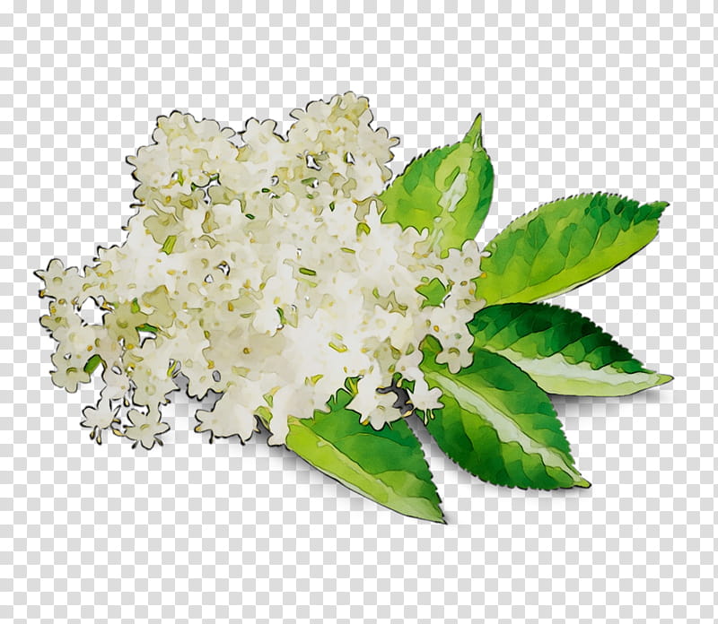 Lily Flower, Lilac, Plant, Leaf, Tree, Hydrangea, Lily Of The Valley, Viburnum transparent background PNG clipart