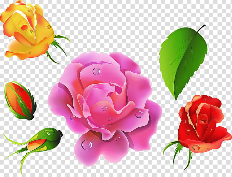 Garden roses, Flower, Petal, Pink, Plant, Rose Family, Hybrid Tea Rose transparent background PNG clipart