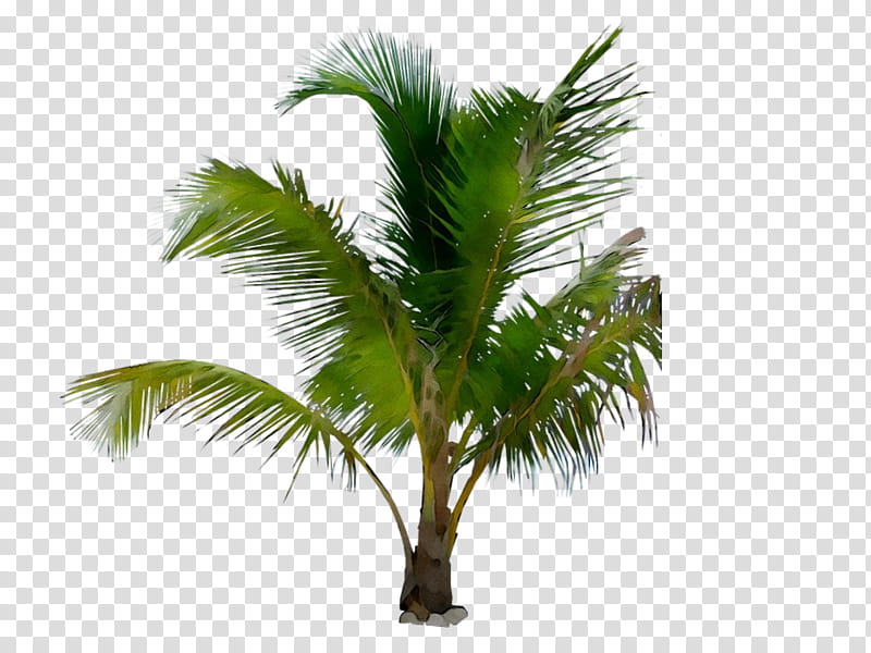 Palm Oil Tree, Asian Palmyra Palm, Palm Trees, Babassu, Coconut, Date Palm, Sabal, Oil Palms transparent background PNG clipart