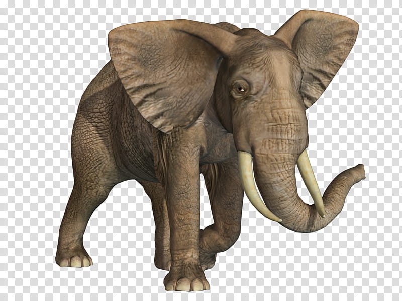 Elephant , gray elephant illustration transparent background PNG clipart