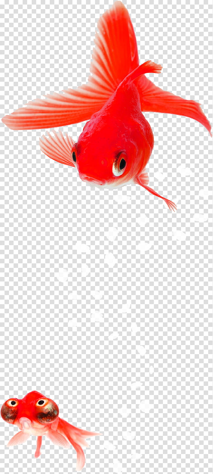 Fish, Fantail, Auratus, Post Cards, Crucian Carps, Goldfish, Red, Orange transparent background PNG clipart