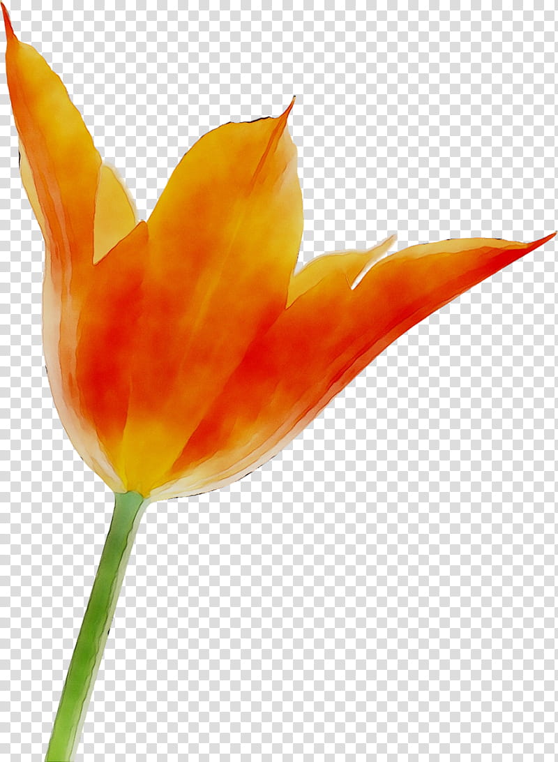 Lily Flower, Tulip, Plant Stem, Orange Sa, Plants, Bird Of Paradise, Petal, Yellow transparent background PNG clipart