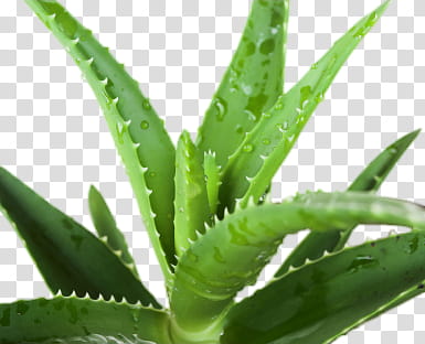 Green aesthetic, aloe vera plant transparent background PNG clipart