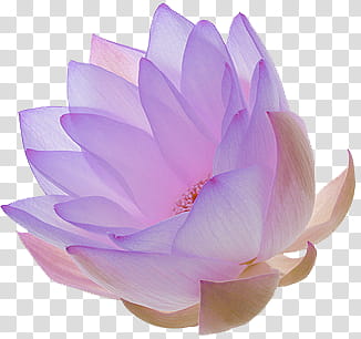 Aesthetic, purple lotus flower transparent background PNG clipart
