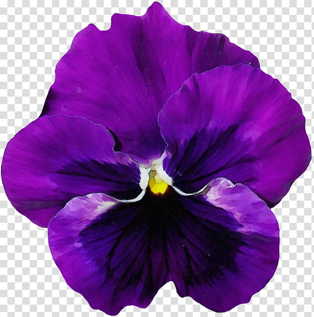 flowering plant violet flower purple petal, Watercolor, Paint, Wet Ink, Pansy, VIOLA, Violet Family, Wild Pansy transparent background PNG clipart