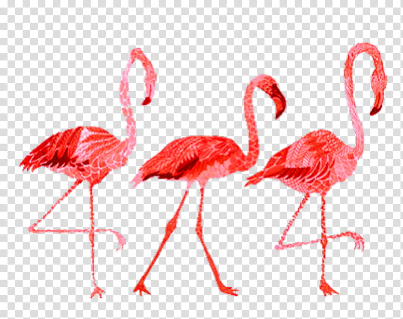Flamingo Watercolor, Painting, Watercolor Painting, Sticker, Drawing, Greater Flamingo, Pink, Bird transparent background PNG clipart