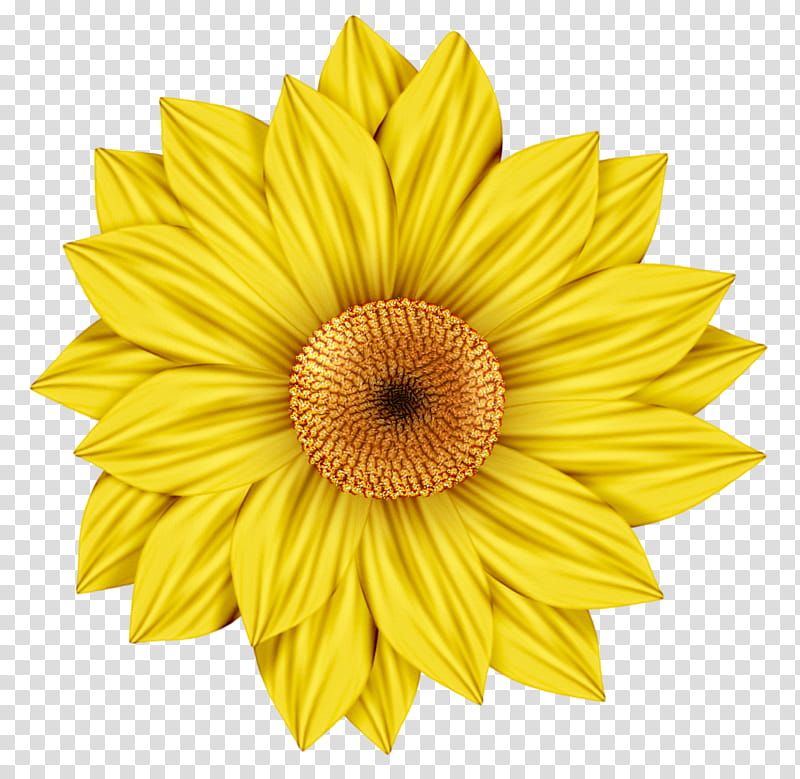 Free Yellow Daisy Flower transparent background PNG clipart