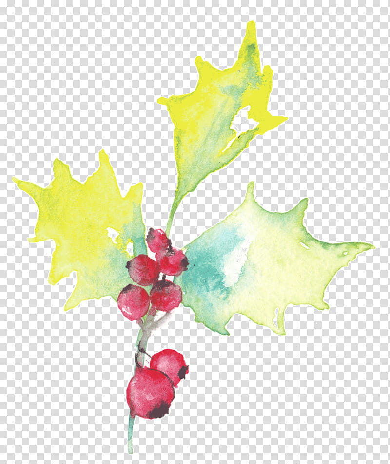 Family Tree, Holly, Aquifoliales, Plant Stem, Megabyte, Leaf, Fruit, Flora transparent background PNG clipart