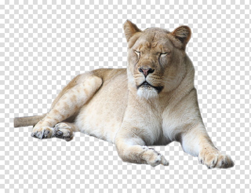 Female Lion, lioness transparent background PNG clipart