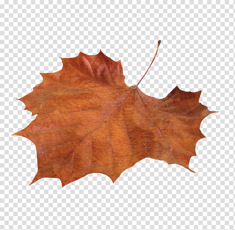 Autumn, brown maple leaf illustration transparent background PNG clipart