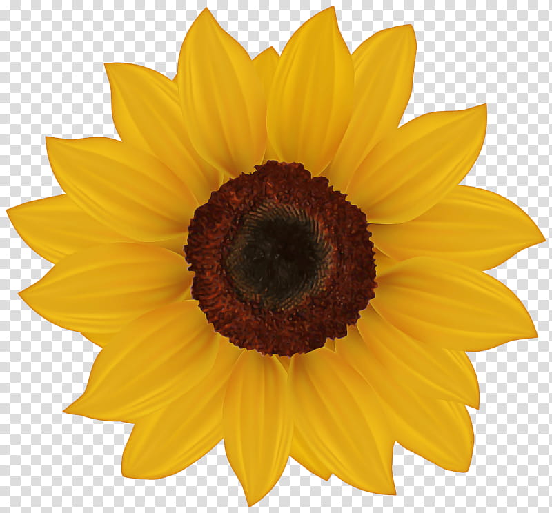 Featured image of post Sunflowers Drawing Png / Almost files can be used for commercial.