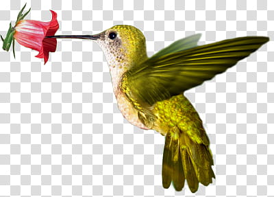Colibri, flying green hummingbird transparent background PNG clipart