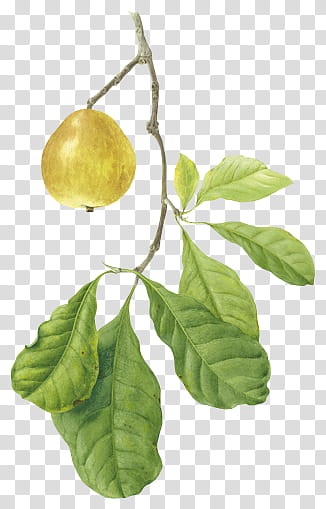 yellow pear fruit painting transparent background PNG clipart