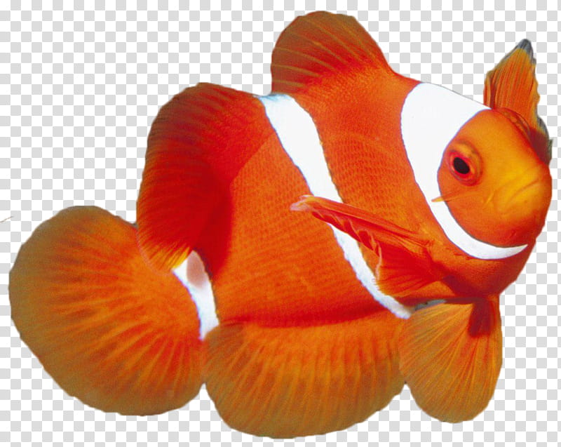Fishes, clown fish transparent background PNG clipart