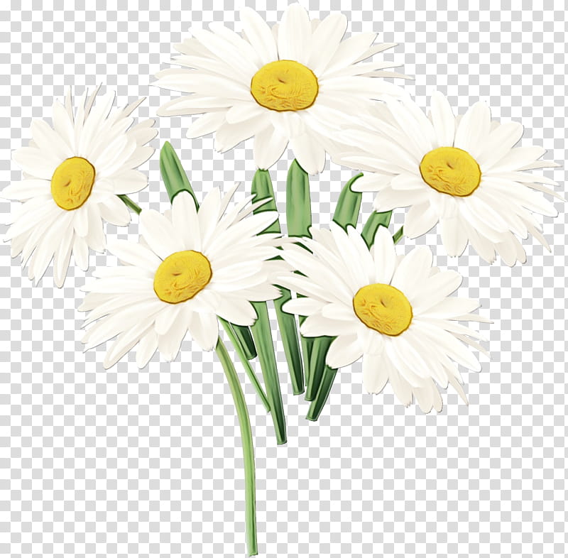 Watercolor Floral, Paint, Wet Ink, Common Daisy, Oxeye Daisy, Chrysanthemum, Flower, Floral Design transparent background PNG clipart