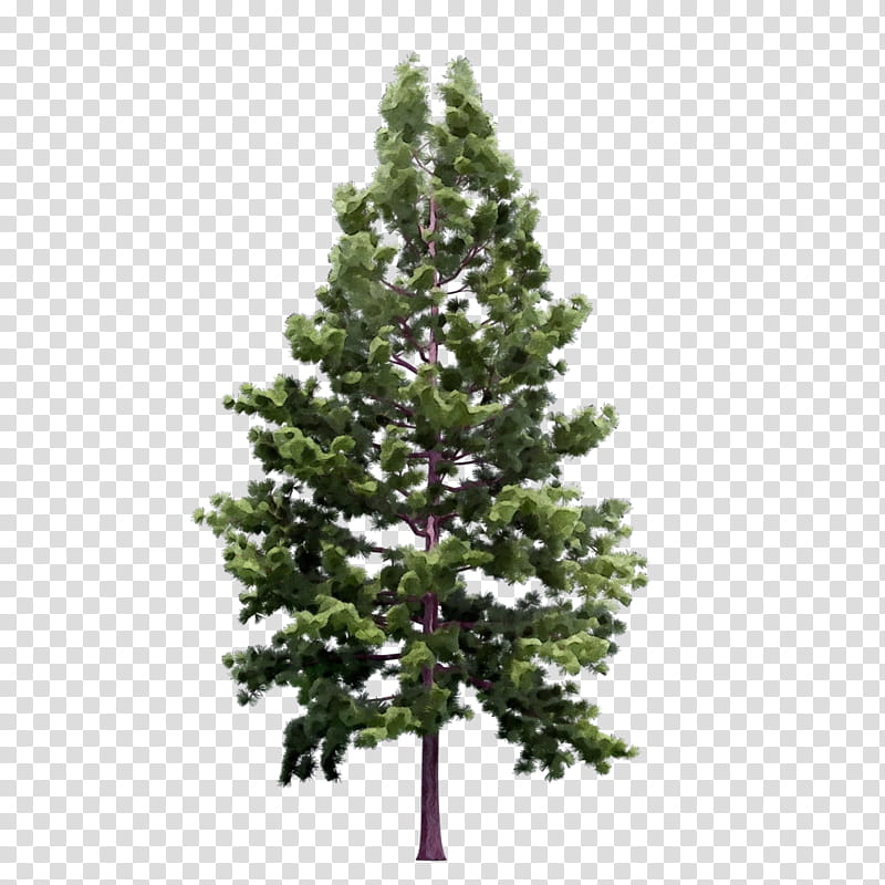 tree balsam fir white pine shortleaf black spruce yellow fir, Watercolor, Paint, Wet Ink, Lodgepole Pine, Oregon Pine, Colorado Spruce, Plant transparent background PNG clipart