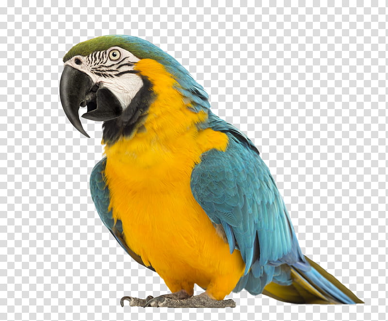 Bird , blue and yellow macaw transparent background PNG clipart