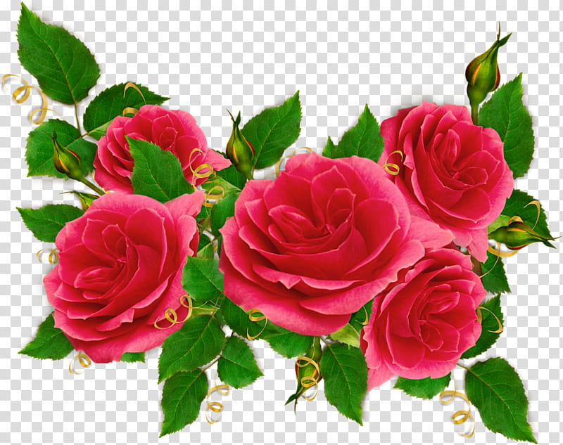 Roses, red roses transparent background PNG clipart
