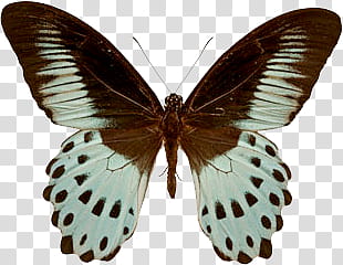 Spring, black and white butterfly transparent background PNG clipart