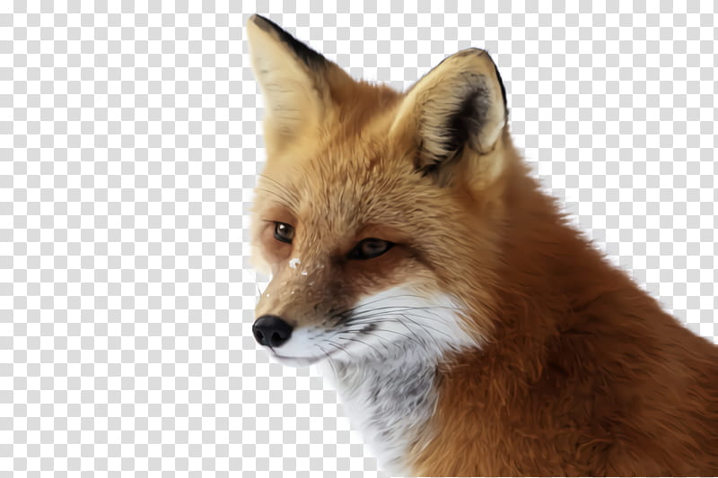 red fox fox swift fox wildlife dhole, Kit Fox transparent background PNG clipart