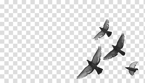 Vintage Birds, four gray flying pigeons transparent background PNG clipart