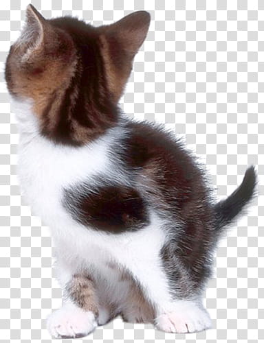 High Quality  Cats , white and black kitten illustration transparent background PNG clipart