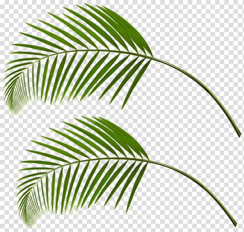 Palm Tree Leaf, Palm Trees, Palm Branch, Palmleaf Manuscript, Plants, Asian Palmyra Palm, Vegetation, Green transparent background PNG clipart