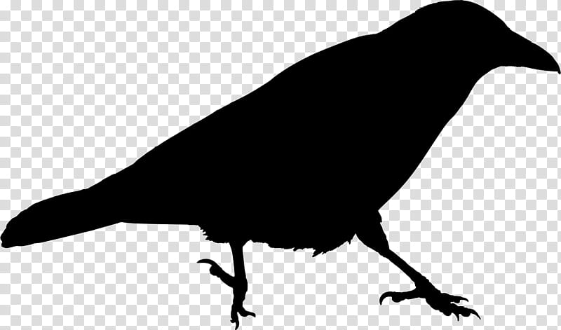 Robin Bird, American Crow, Pigeons And Doves, Silhouette, Feral Pigeon, Music , Beak, New Caledonian Crow transparent background PNG clipart