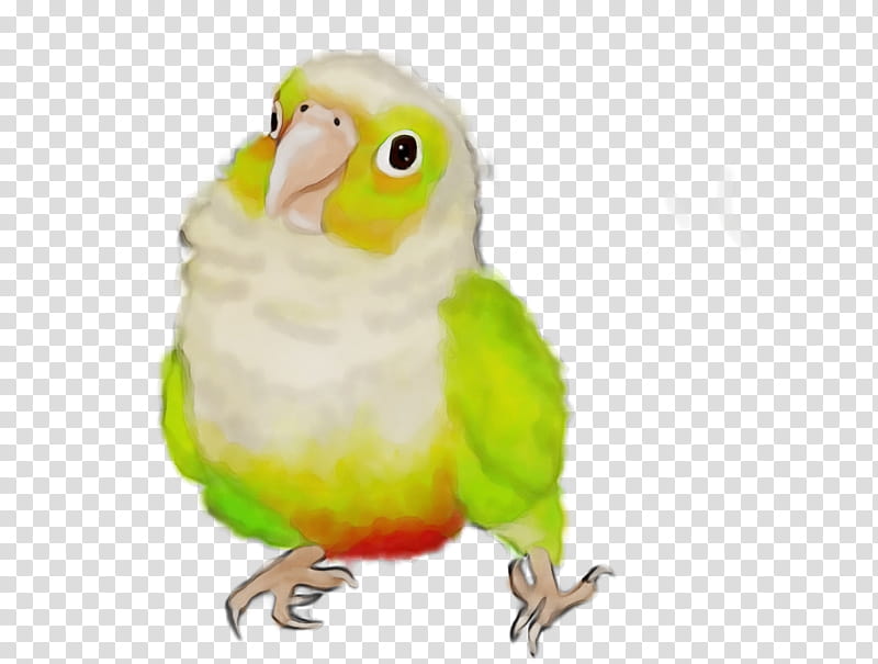 Lovebird, Watercolor, Paint, Wet Ink, Parrot, Beak, Parakeet, Budgie transparent background PNG clipart