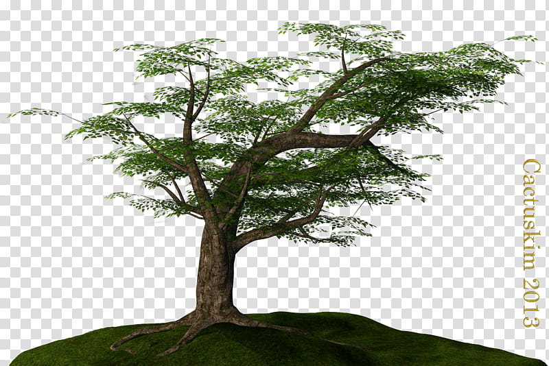 Tree on the Hill KL, green leaf tree transparent background PNG clipart