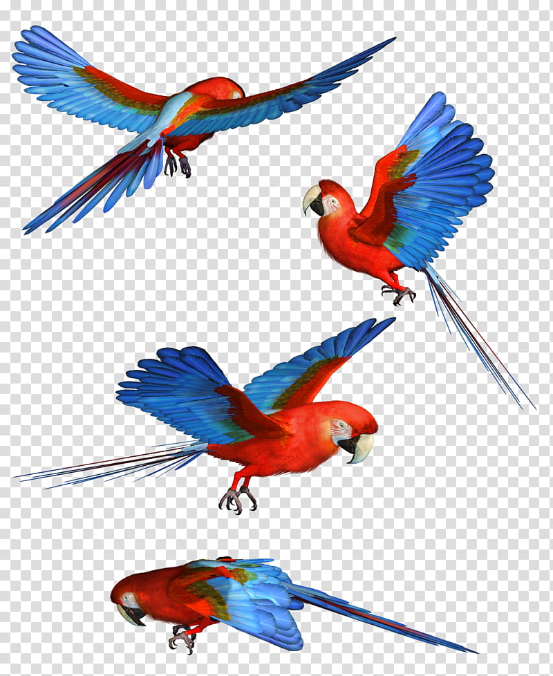 Scarlet Macaw, four blue and red macaw illustration transparent background PNG clipart